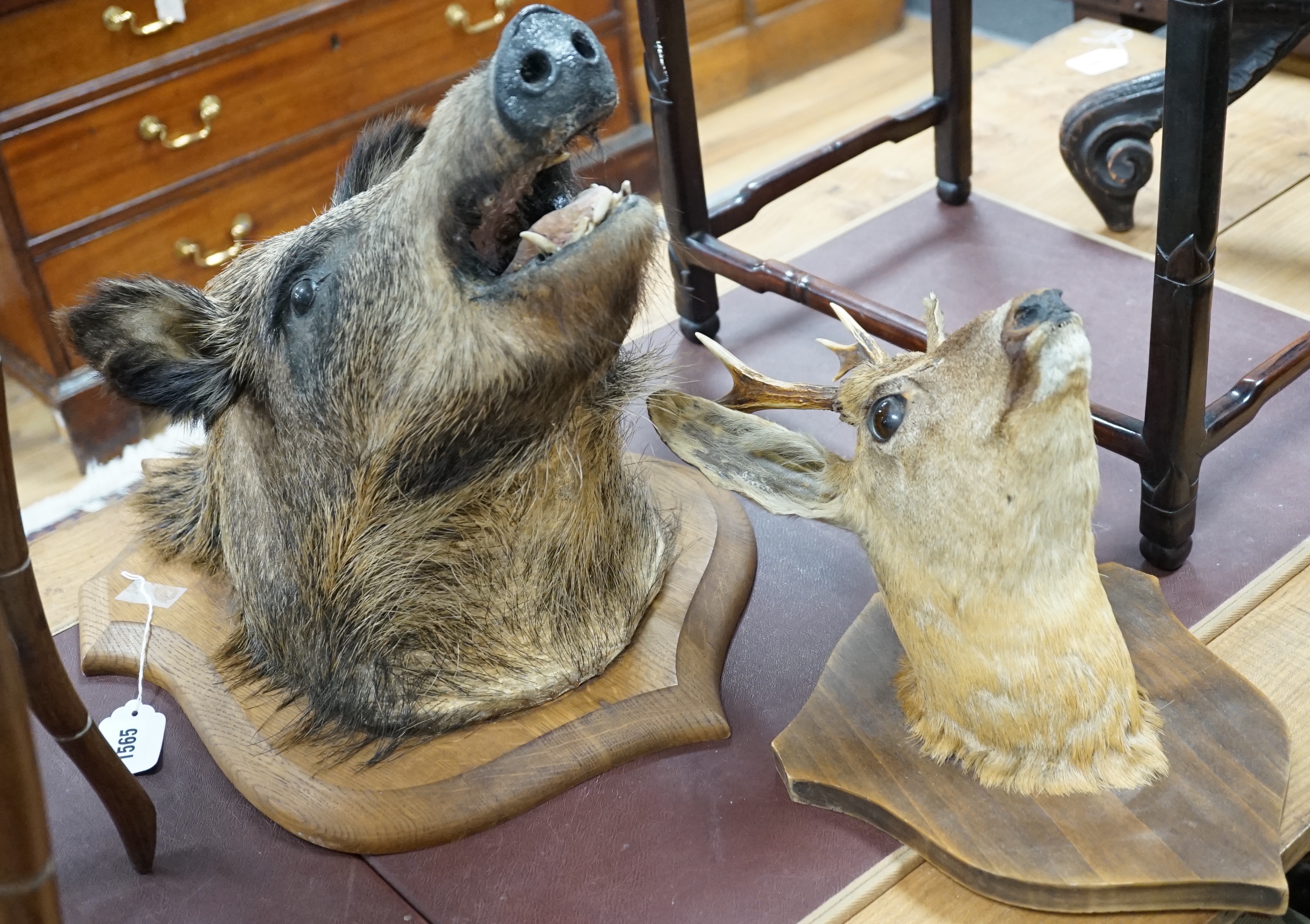 A taxidermy wild boar's head and a deer’s head (both mounted on plaques), boar’s head 50cm high